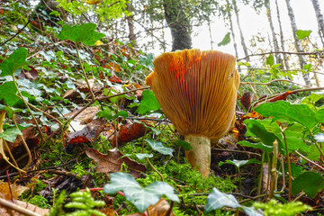 Close-up of a large mushroom or fungus in its natural habitat