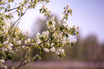 white flowers on a flowering tree in the garden