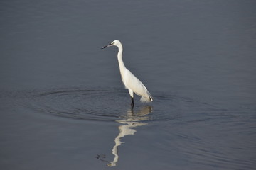 An Indian egret is standing in the lake water looking for fish