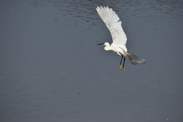 An Indian egret is flying just over lake water