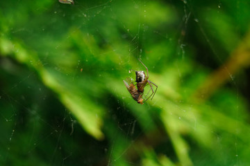 Little spider caught a fly in its web