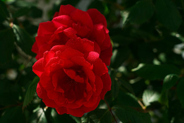 Beautiful scarlet wild rose with dew drops on the petals