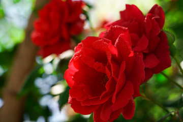 Beautiful scarlet wild rose with dew drops on the petals