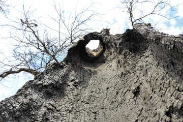 a swarm of dry ruined trees the trunk burned out from the inside
