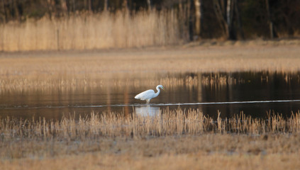 Great Egret fishing in a wetland