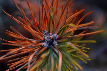 Colorful conifer needles on a pine branch