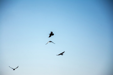 crows in flight on blue backgrounds