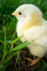 a chick in the grass