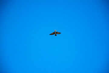 Fototapeta premium flying bird in the blue sky with food in its beak