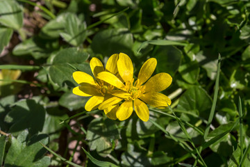 The plant (Ranunculus) with yellow flowers grows in its natural habitat.