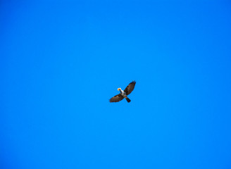 Fototapeta na wymiar flying bird in the blue sky with food in its beak