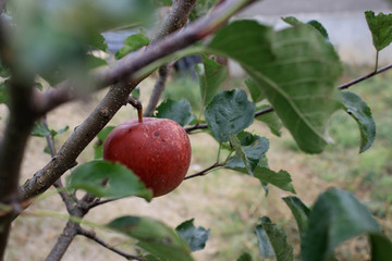 Red apple on a tree branch