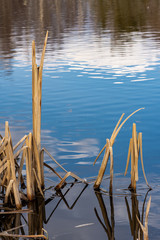 lake in the park with reeds
