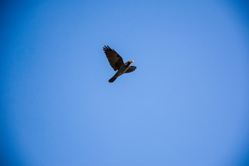 Obraz premium flying bird in the blue sky with food in its beak