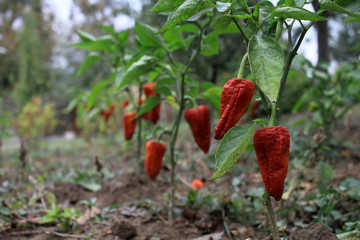 Red pepper in my garden