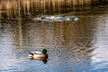ducks in pond in Lithuania