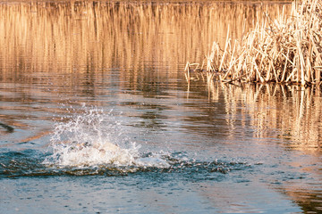 reeds in the water