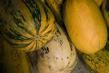Lots of yellow pumpkins