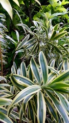 Colourful greeny plant