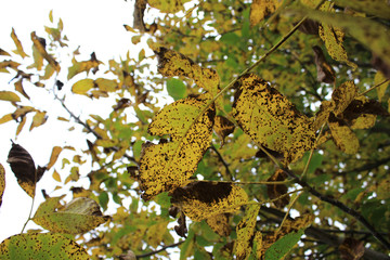 Yellow walnut leaves on the branches