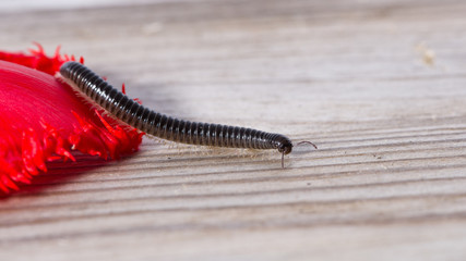 Millipede crawling on the leaf of a tulip