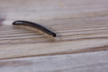 Millipede crawling on a wooden plank