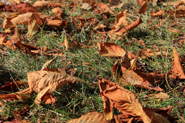 Dry leaves on the grass in the park. Autumn has come