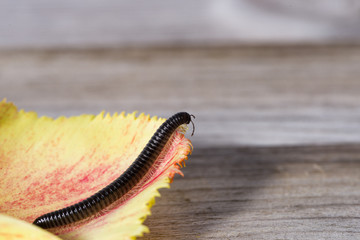 Millipede crawling on the leaf of a tulip