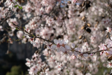 Cerezo floreciendo en un hermoso día de primavera.