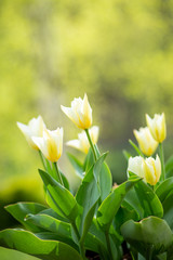 kwitnące  tulipany wiosenne kwiaty 
