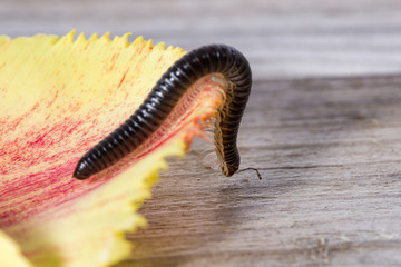 Millipede crawling on the leaf of a tulip