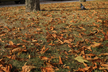 Dry leaves on the grass in the park. Autumn has come