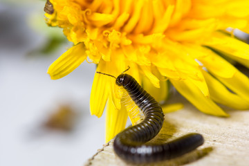 Millipede crawling on the blossom of a dandelion