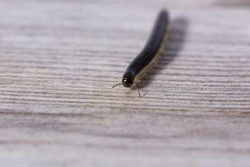 Millipede crawling on a wooden plank