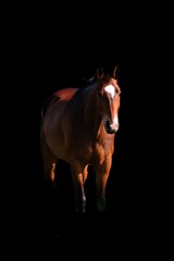 Obraz premium portrait of a horse