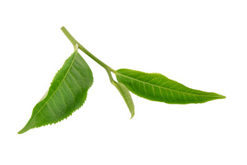 Green tea leaf isolated on white background.