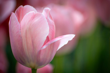 Beautiful flowers of pink tulips with a blurred background.