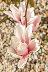 magnolia kwitnąca kwiat