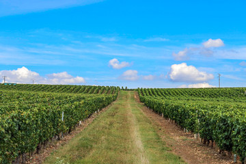 Fototapeta na wymiar Weinreben in der Bourgogne