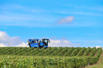 Weinreben in der Bourgogne © claudia