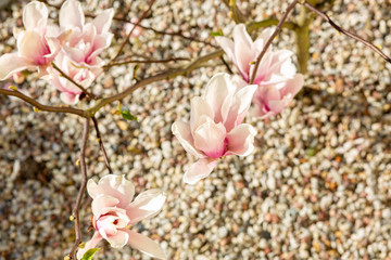 magnolia kwitnąca kwiat