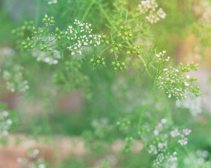 Obraz premium Cilantro herbal plant cultivated in garden bed with white flowers turn coriander seeds in Texas, USA