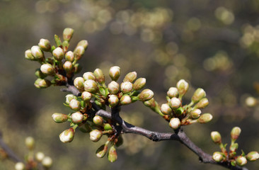 
plum branch with white tender buds on a sunny day