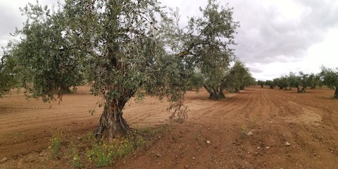 campo de olivos