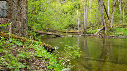 rzeka wiosną wśród powalonych drzew © Wojciech