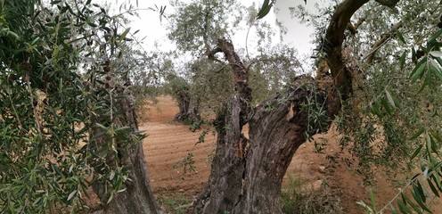 campo de olivos