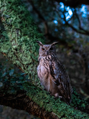 An royal owl in the forest