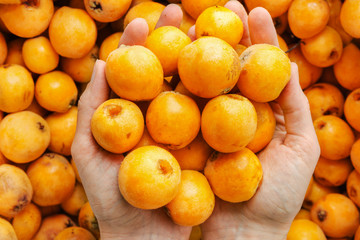 Young Caucasian woman holds in hands bunch of freshly picked ripe juicy bright orange medlar loquat fruits. Local homegrown produce harvest agriculture vitamins healthy diet concept