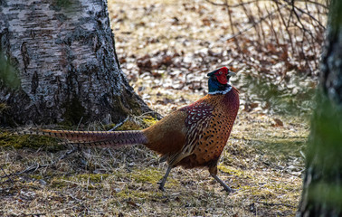 Pheasant walking on yard next to birch tree