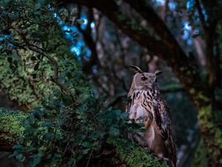 An royal owl in the forest
